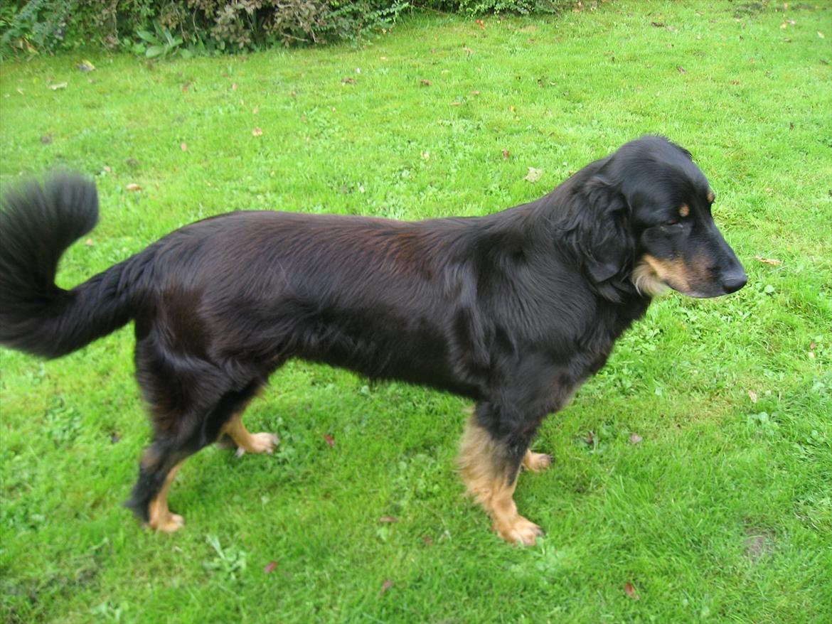 Hovawart Zenta billede 9