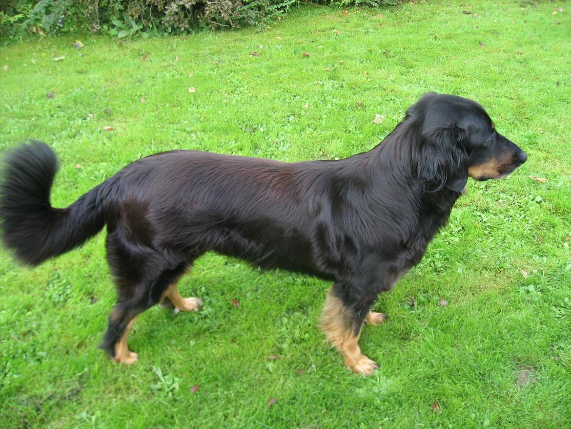 Hovawart Zenta billede 10