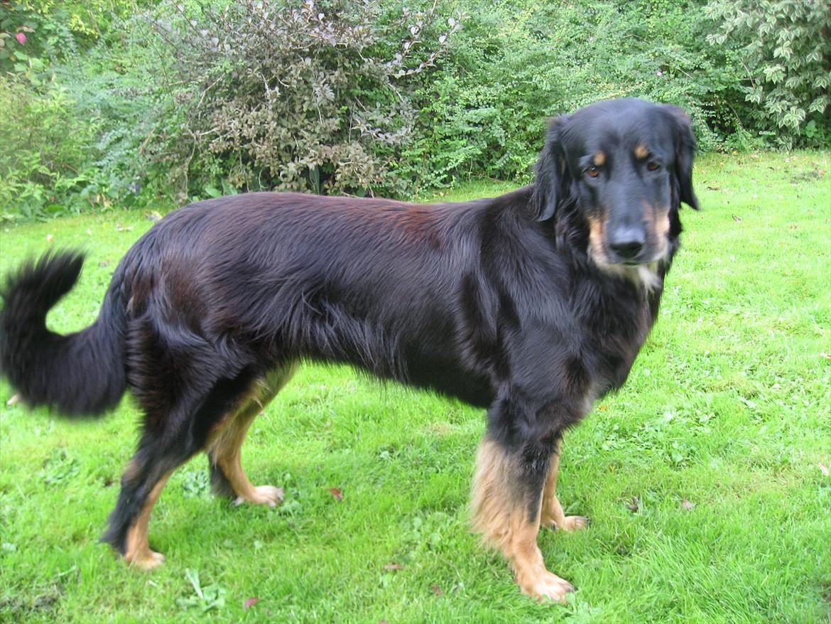 Hovawart Zenta billede 11