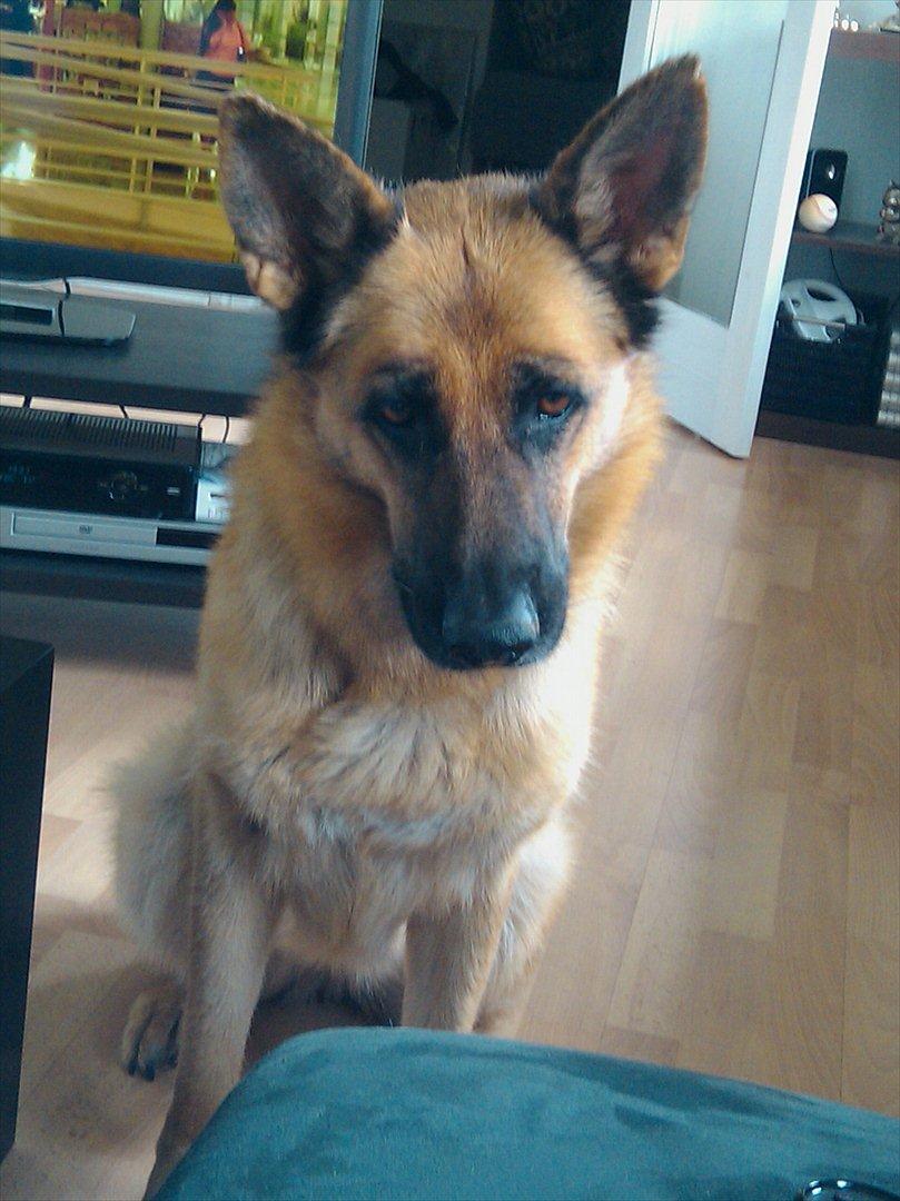 Schæferhund Akacias Indiana (Indi) - Indi knap 5 år gammel billede 14