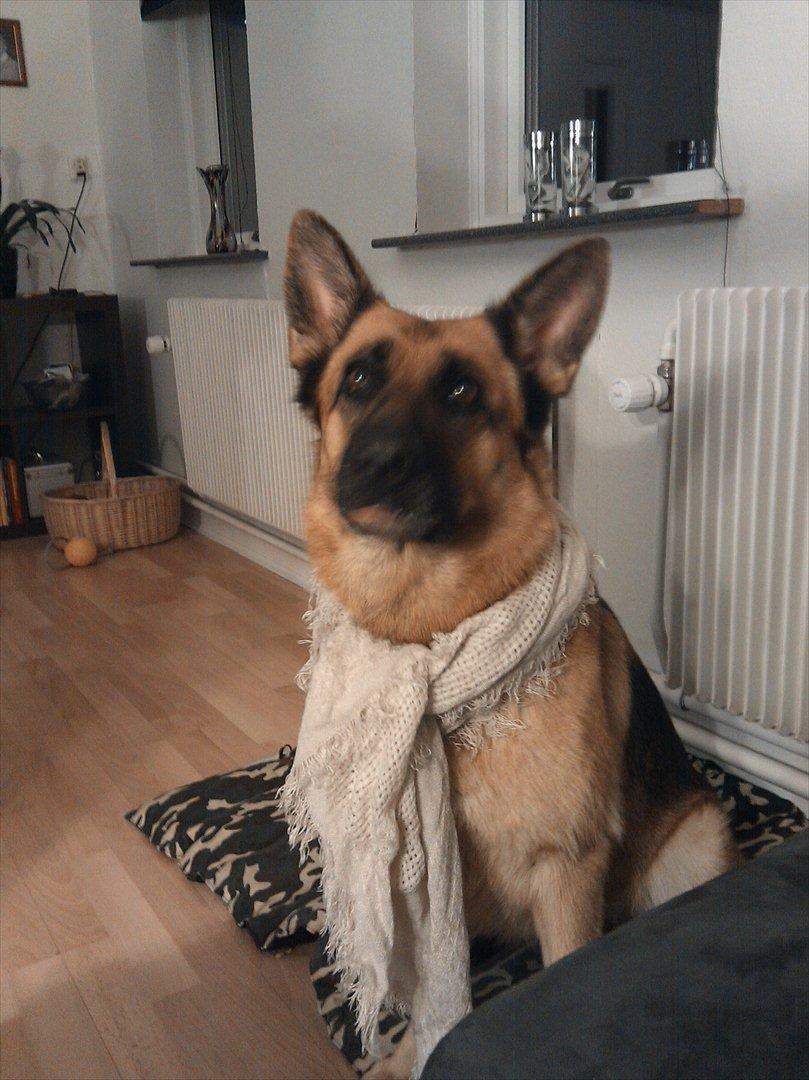 Schæferhund Akacias Indiana (Indi) - Ja man skal vel vise sin sympati når mor har ondt i halsen :) her er hun knap 5 år billede 15