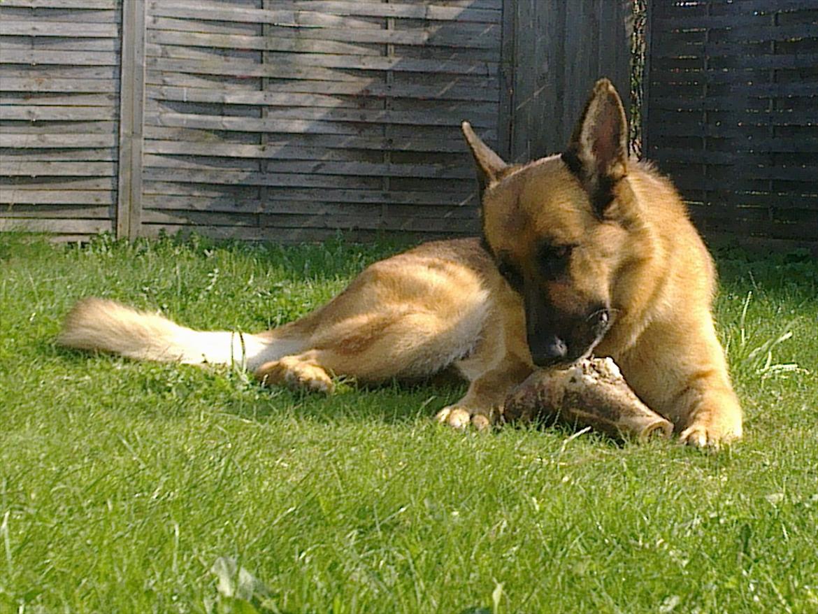 Schæferhund Akacias Indiana (Indi) - så er det hygge tid i haven billede 20