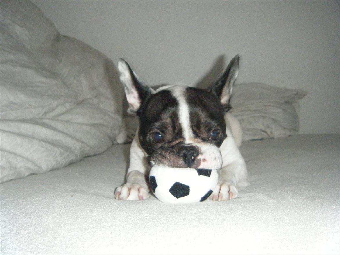 Fransk bulldog Gizmo † 2011 billede 2