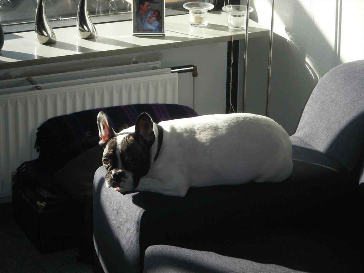 Fransk bulldog Gizmo † 2011 billede 17
