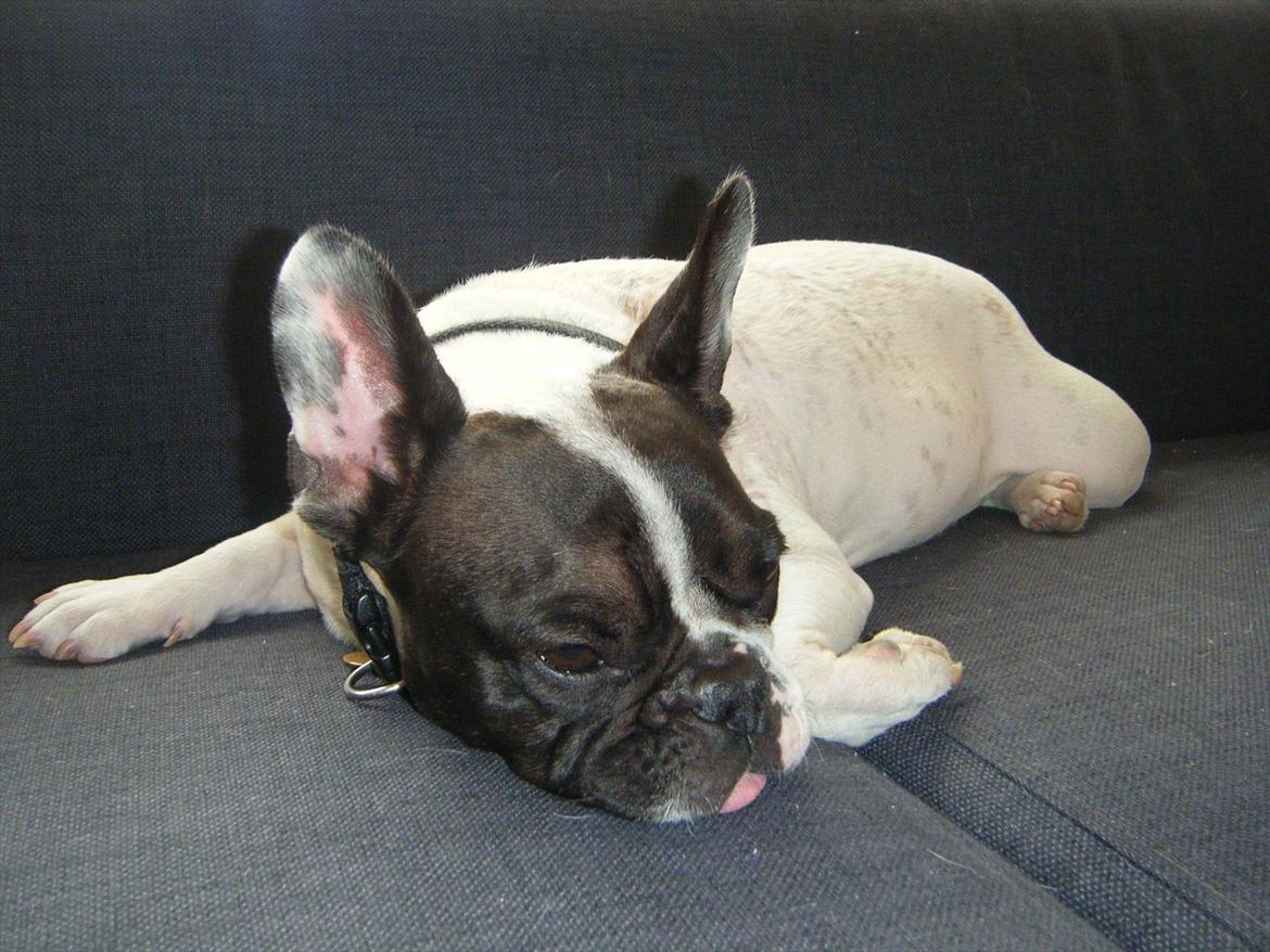 Fransk bulldog Gizmo † 2011 billede 18