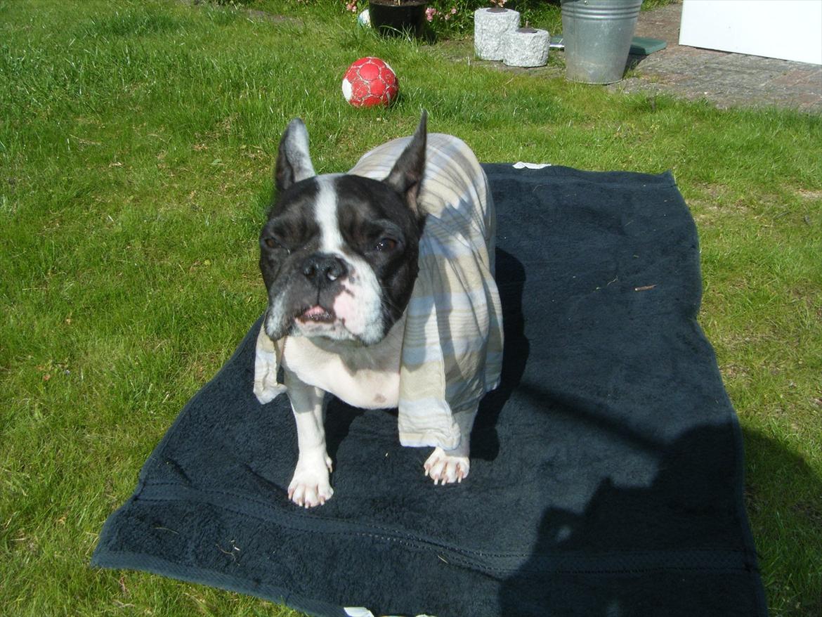 Fransk bulldog Gizmo † 2011 billede 19