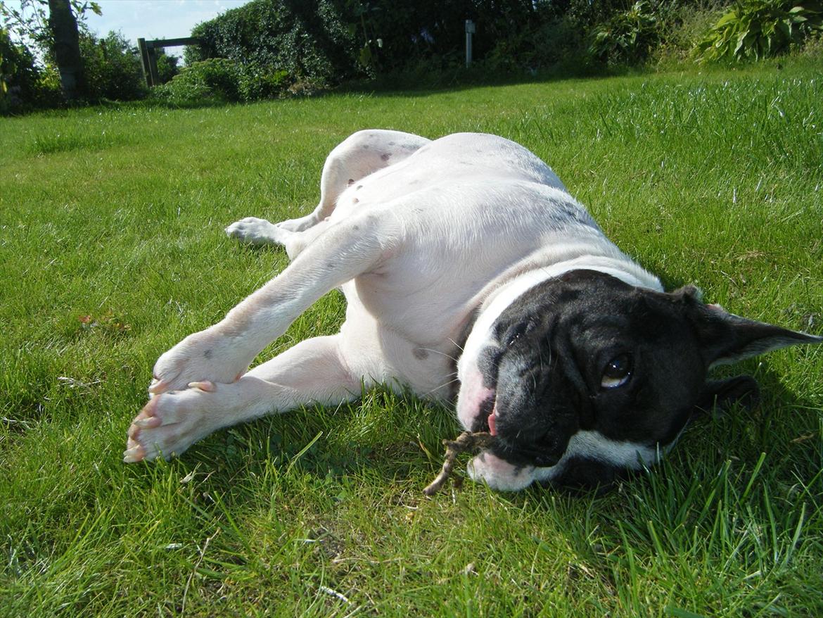 Fransk bulldog Gizmo † 2011 billede 20