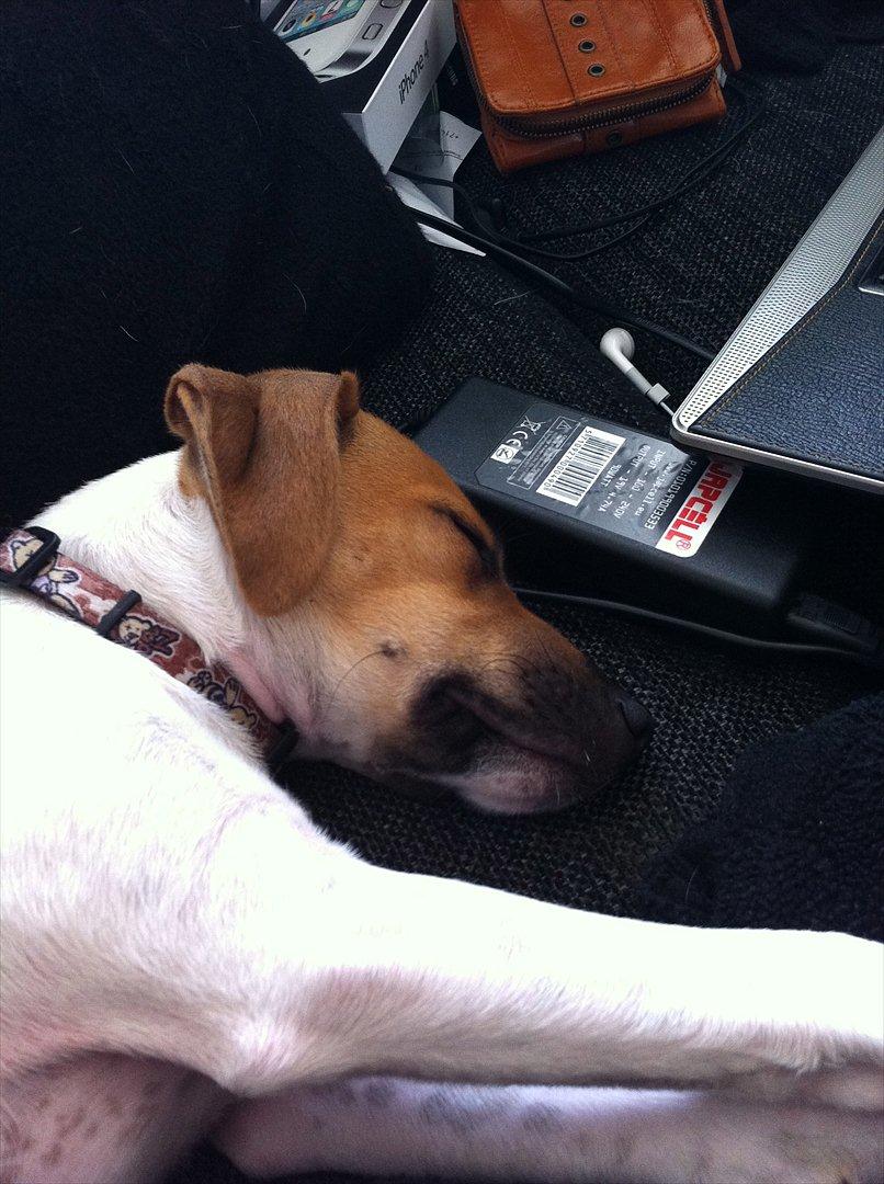 Dansk svensk gaardhund Basse - ZzZzzz lige været ude og lege det var hårdt billede 2