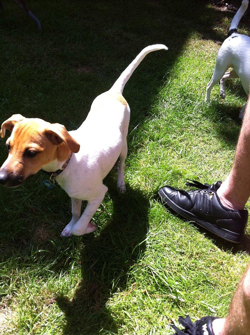 Dansk svensk gaardhund Basse - Se hvor fin og flot jeg er :D billede 3