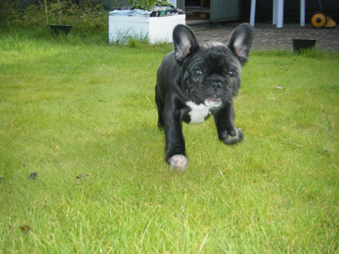 Fransk bulldog Liva billede 14