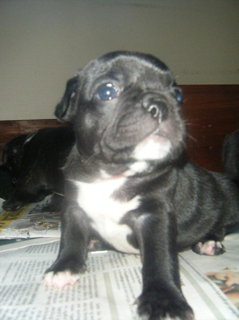 Fransk bulldog Liva billede 20