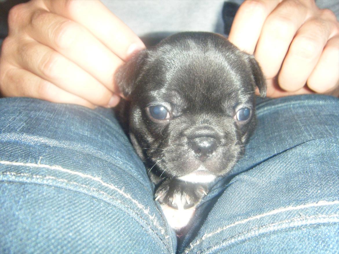 Fransk bulldog Liva billede 19