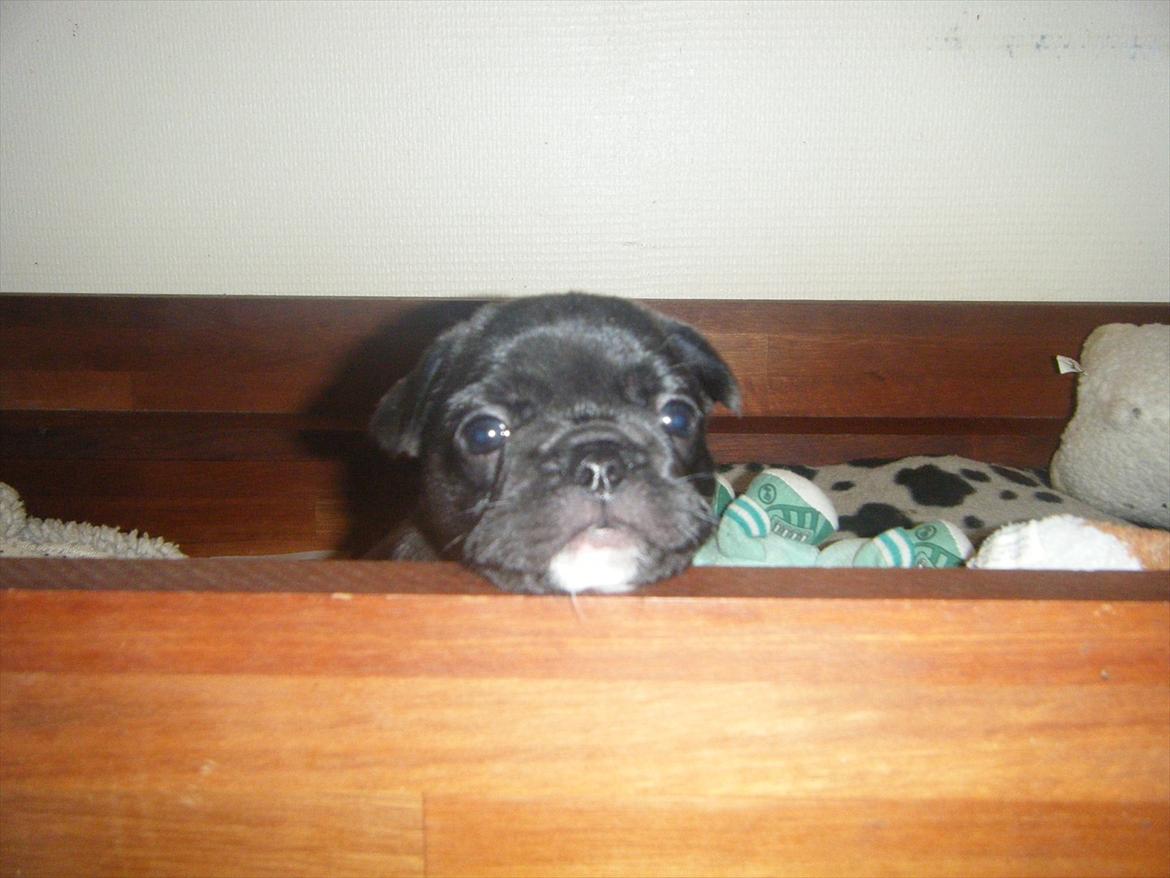 Fransk bulldog Liva billede 18