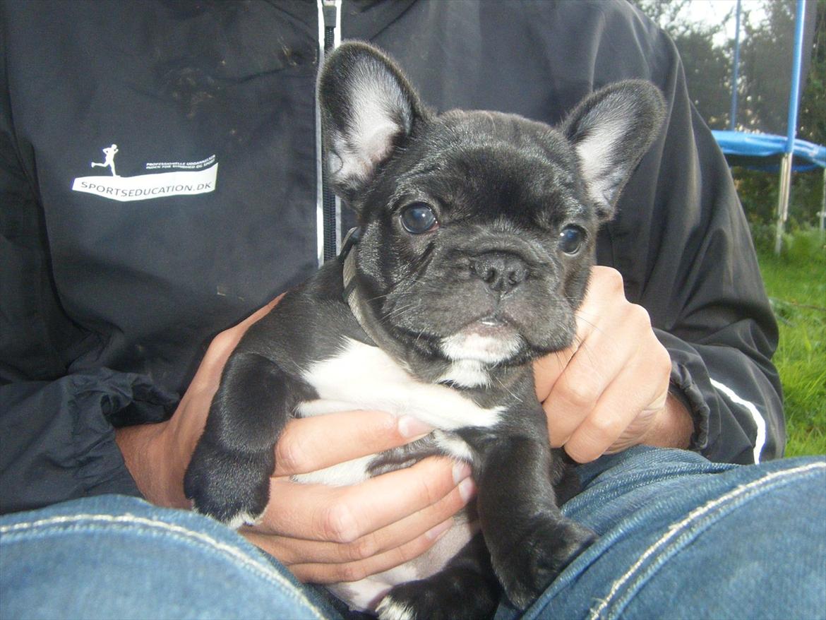 Fransk bulldog Liva billede 17