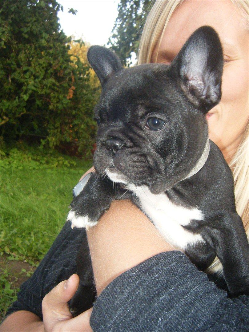 Fransk bulldog Liva billede 16