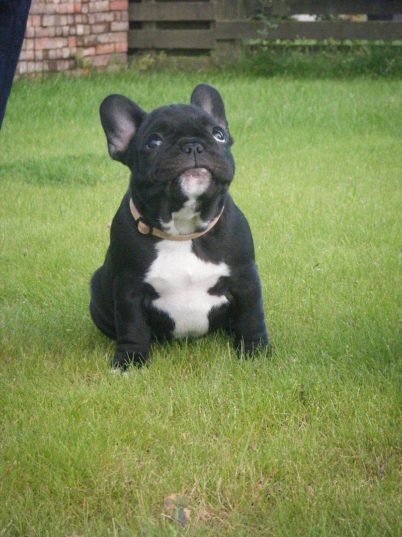 Fransk bulldog Liva billede 15