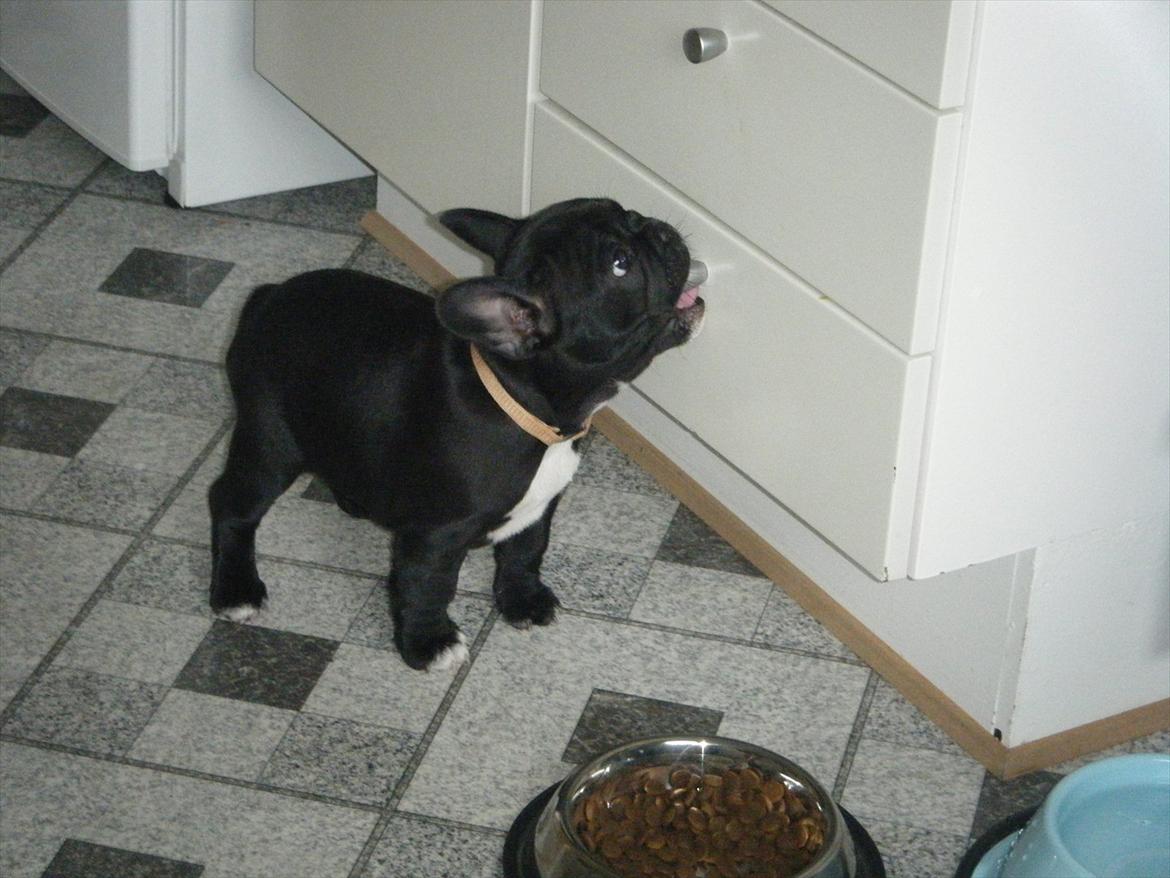 Fransk bulldog Liva billede 13