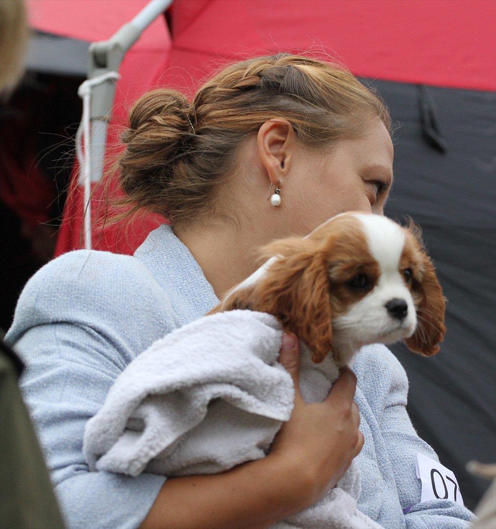 Cavalier king charles spaniel Murnley's Anglian Skye - Skye med på en kigger i Bjerringbro - 13 uger gammel billede 8