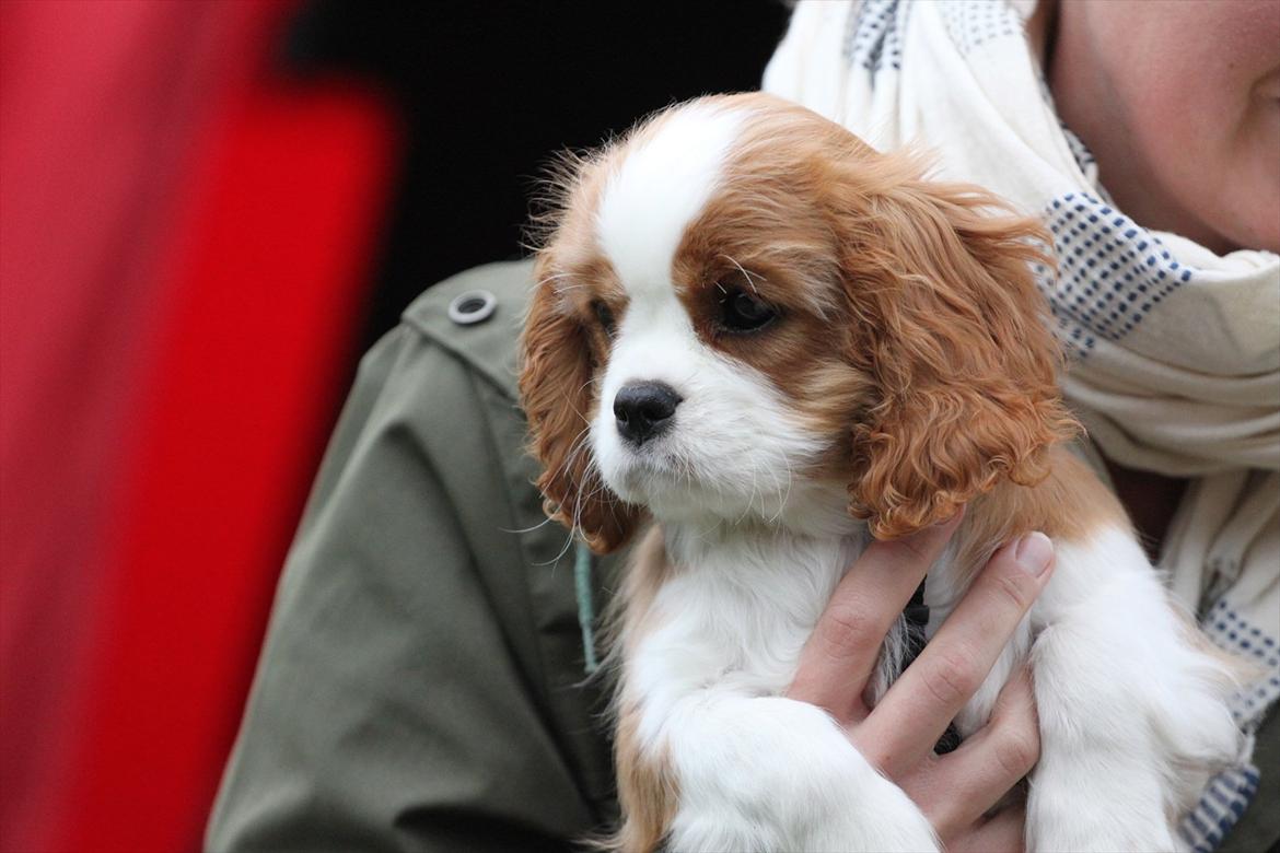 Cavalier king charles spaniel Murnley's Anglian Skye - 13 uger billede 9