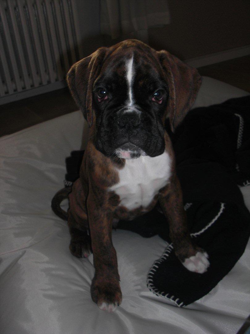 Boxer Hearts of Hope's High Roller (Levi) billede 3