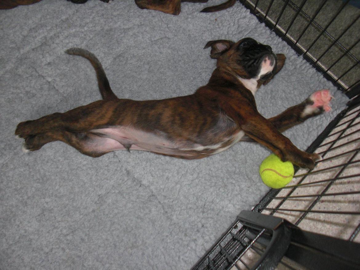 Boxer Hearts of Hope's High Roller (Levi) - hos opdrætter (5uger) billede 4