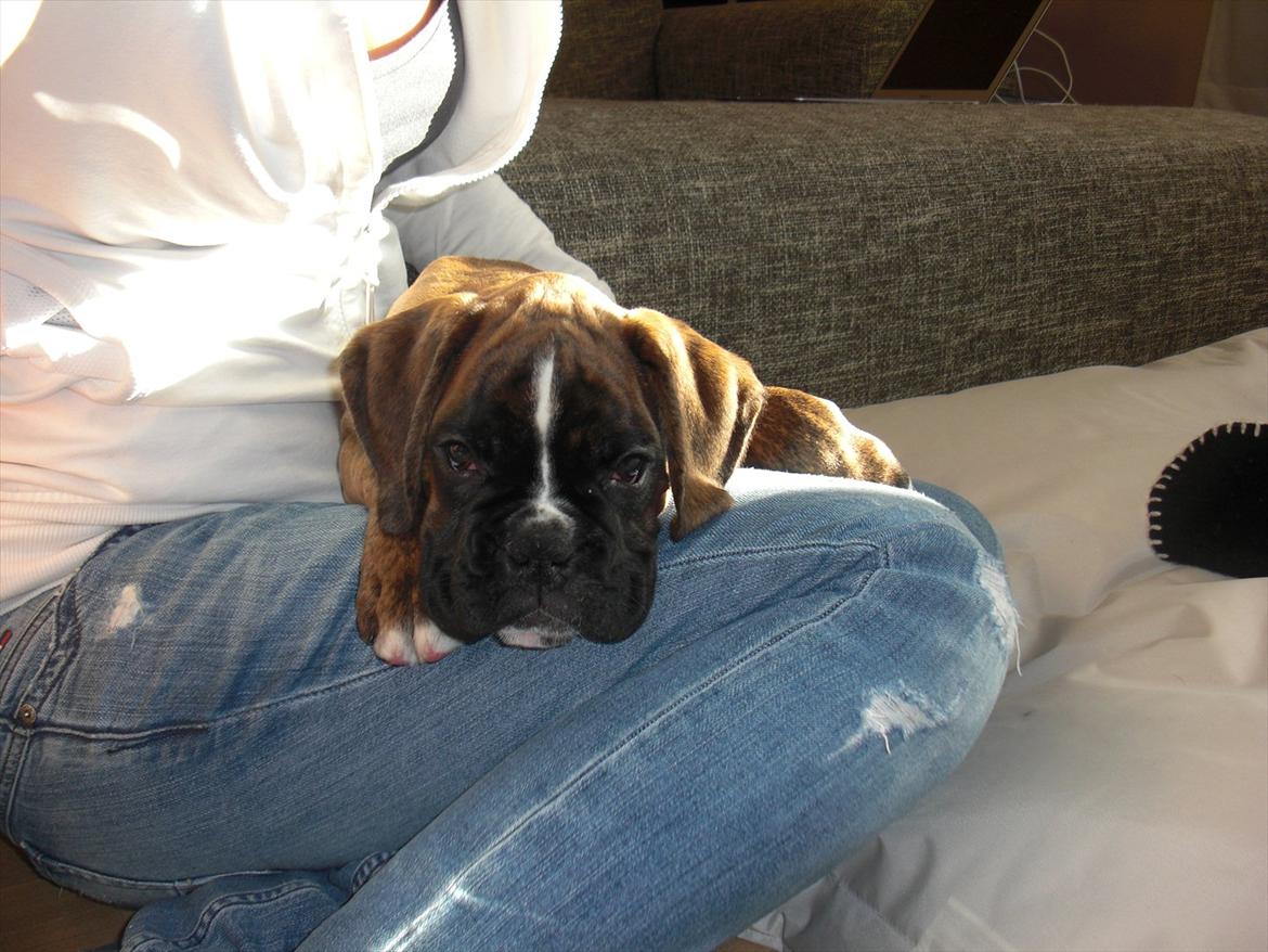 Boxer Hearts of Hope's High Roller (Levi) billede 5