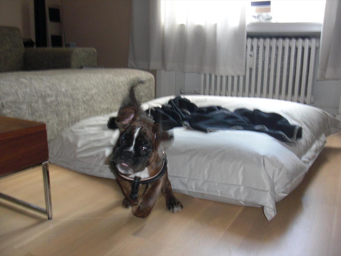 Boxer Hearts of Hope's High Roller (Levi) billede 6