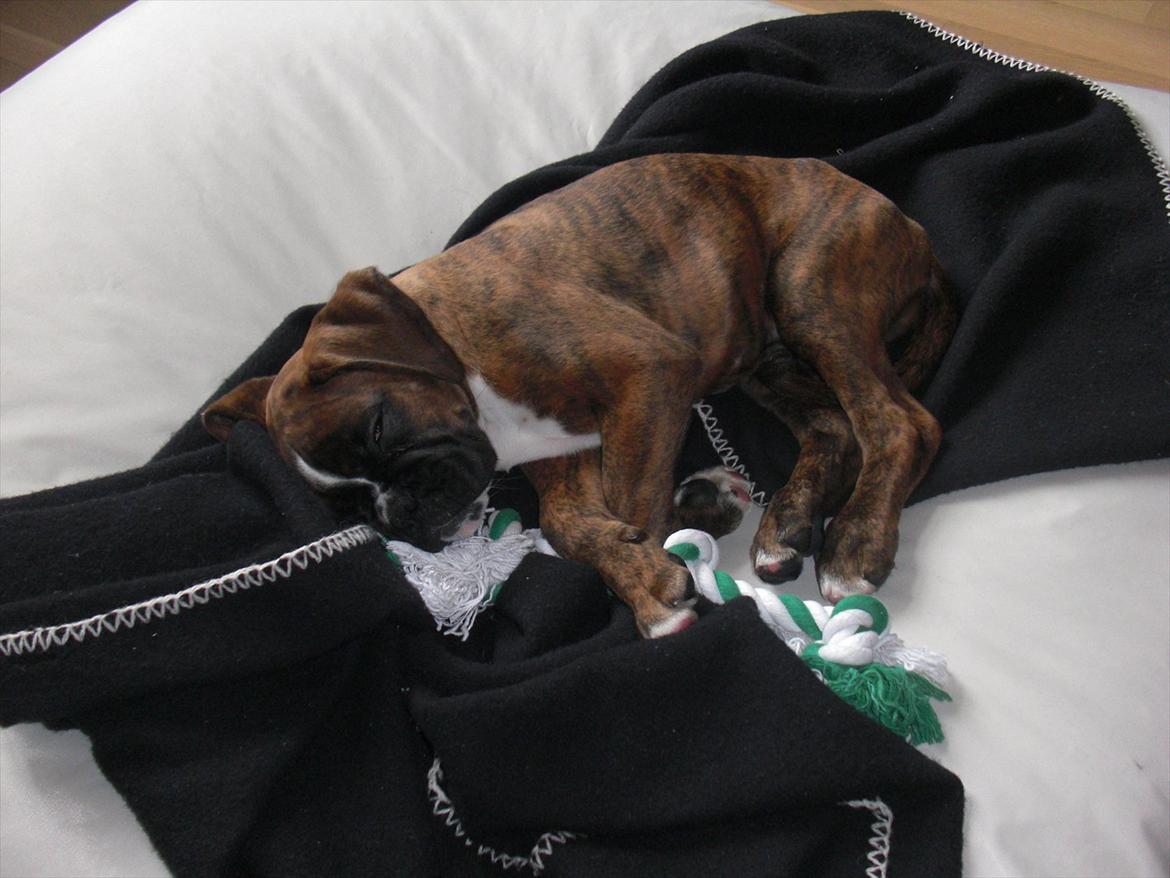 Boxer Hearts of Hope's High Roller (Levi) billede 7