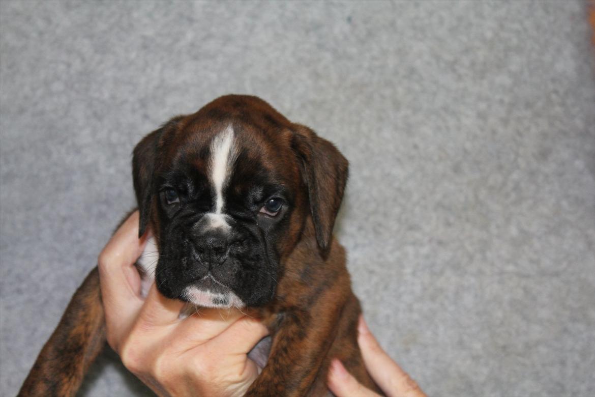 Boxer Hearts of Hope's High Roller (Levi) - hos opdrætter (5uger) billede 8