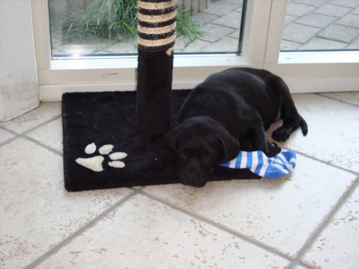 Labrador retriever Zenta - Stadig hvalp - ca 10 uger gammel billede 1