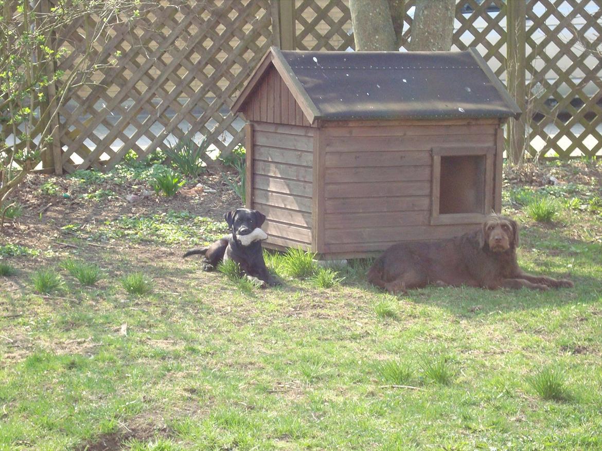 Labrador retriever Zenta - Sammen med "storesøster" Freja.. billede 3
