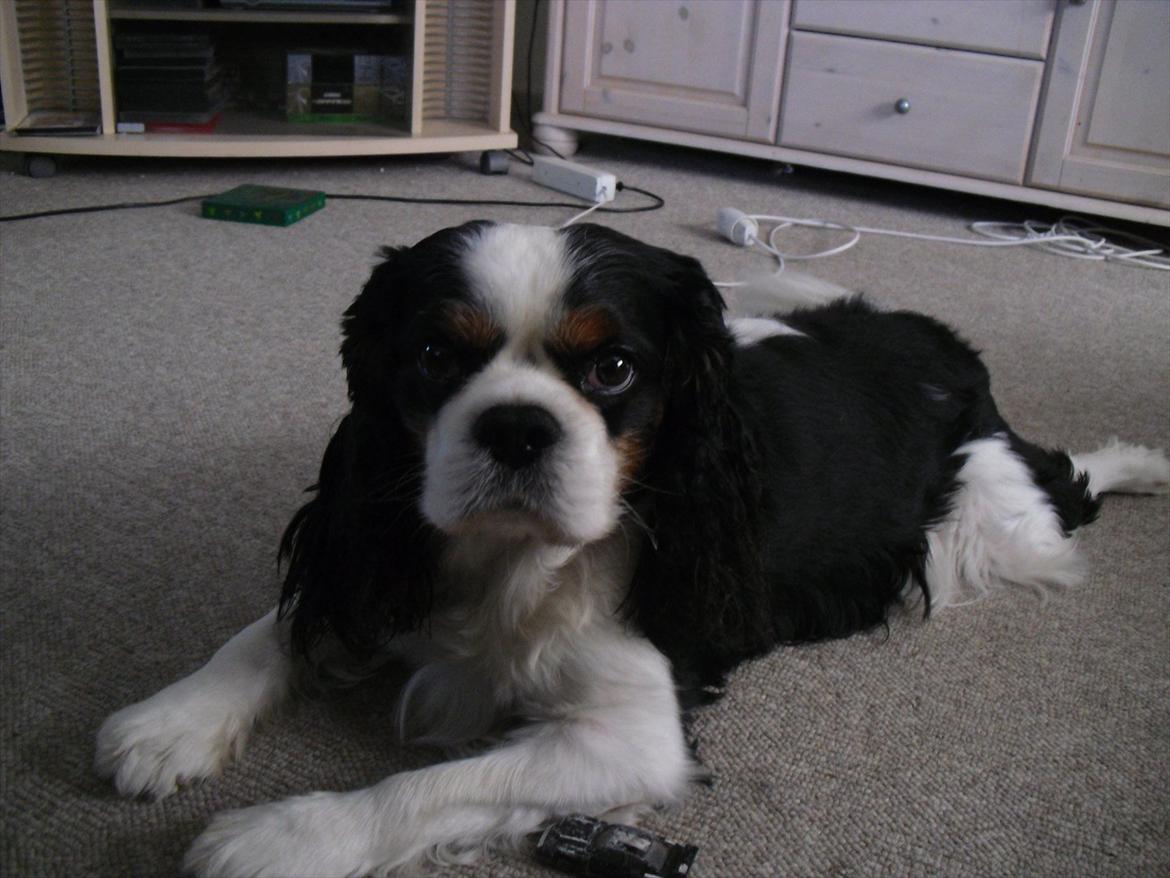 Cavalier king charles spaniel Lucky billede 7