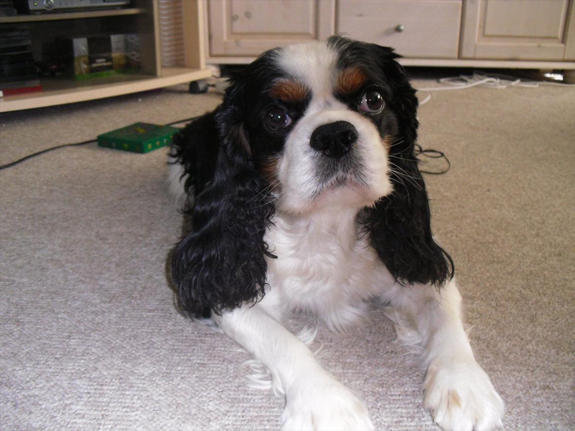 Cavalier king charles spaniel Lucky billede 8