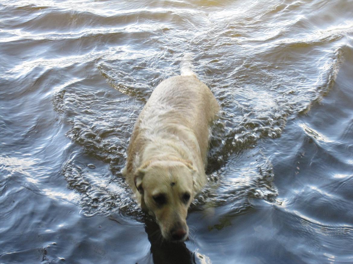 Blanding af racer Maya billede 19