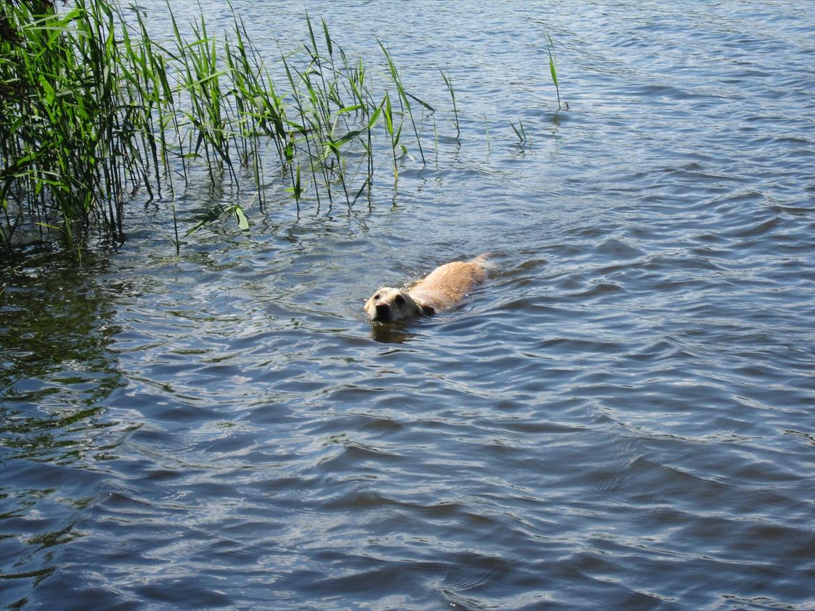 Blanding af racer Maya billede 20