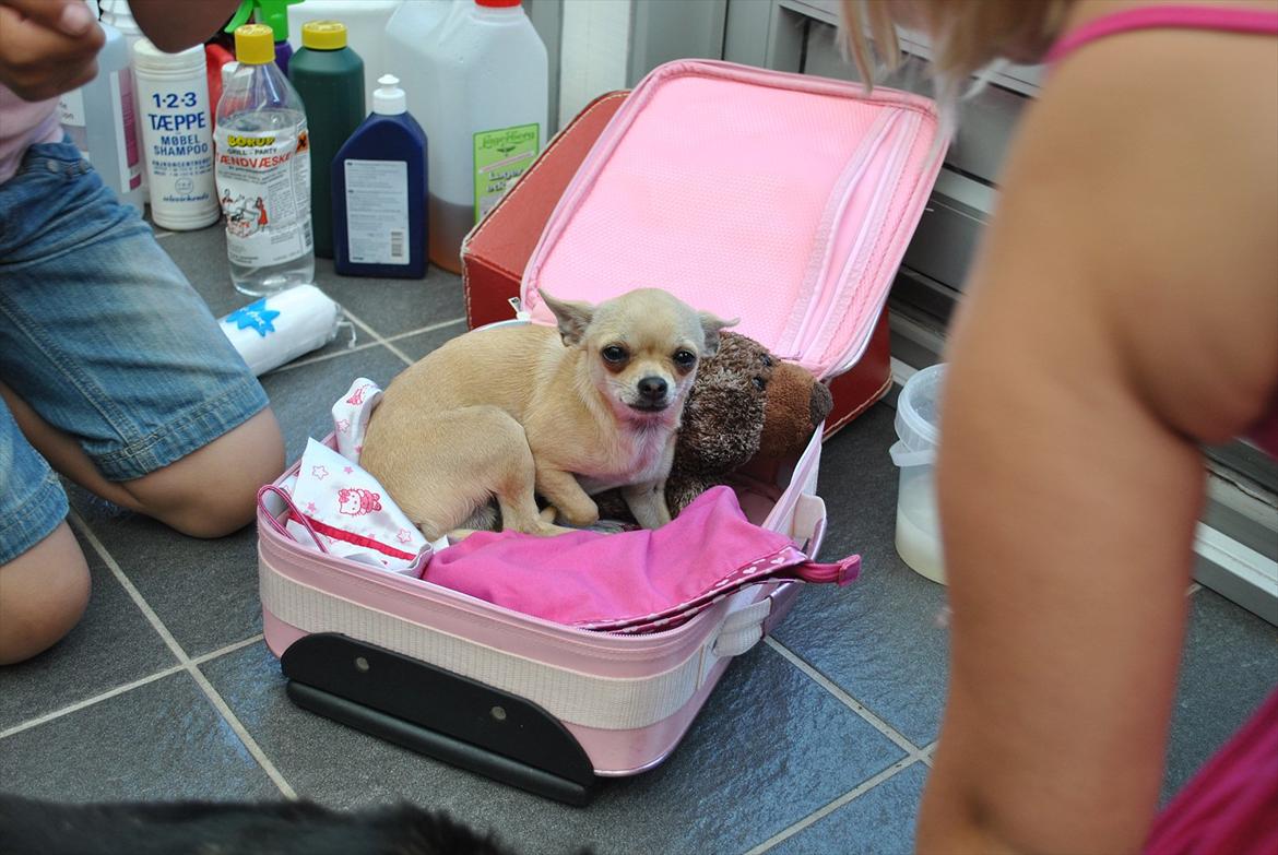 Chihuahua Joey - Dejlig med en kuffert billede 1