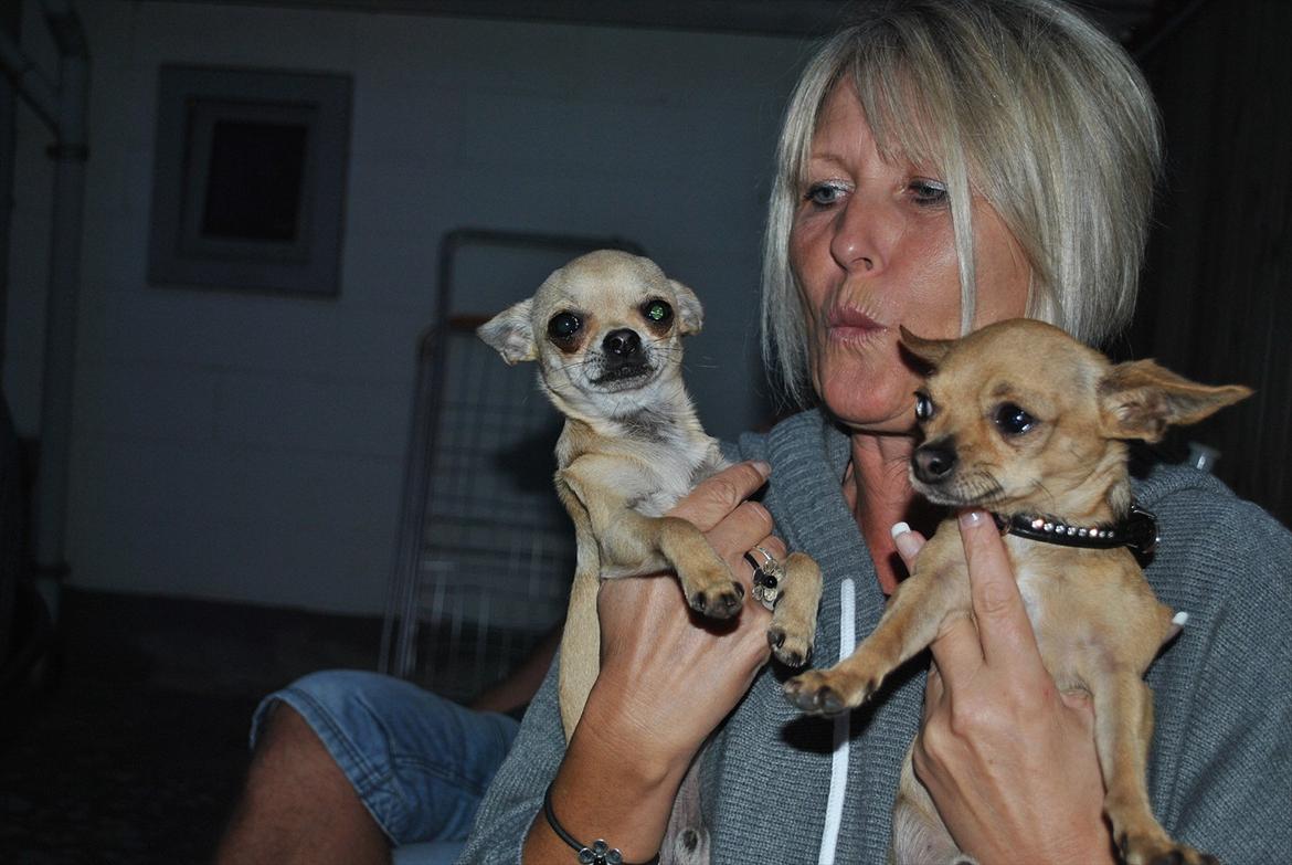 Chihuahua Joey - Joey med sin far billede 2