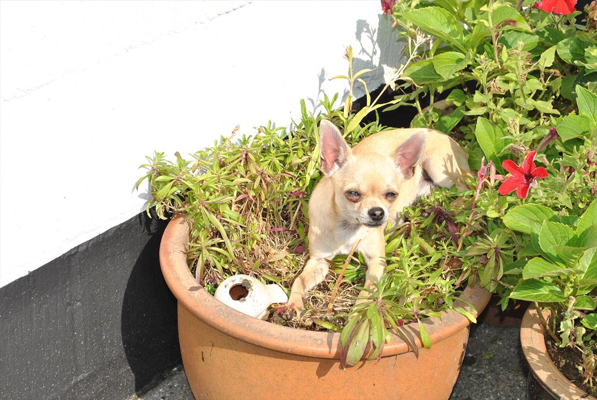 Chihuahua Joey - Blomsterkrukker kan bruges til meget billede 3