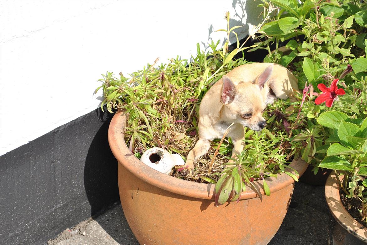 Chihuahua Joey billede 4