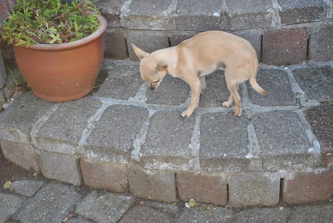 Chihuahua Joey billede 5