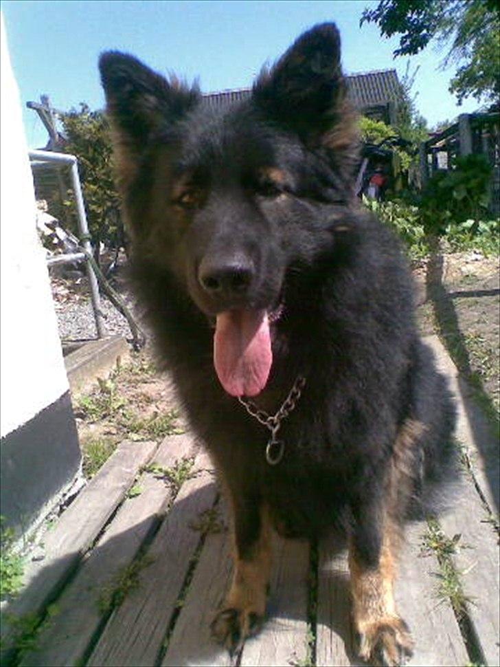 Schæferhund Fernando (Nano) - Her ses Nano på en dejlig varm sommerdag. billede 6