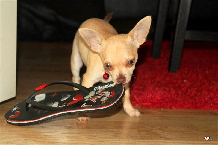 Chihuahua Noobie The Ninja billede 9
