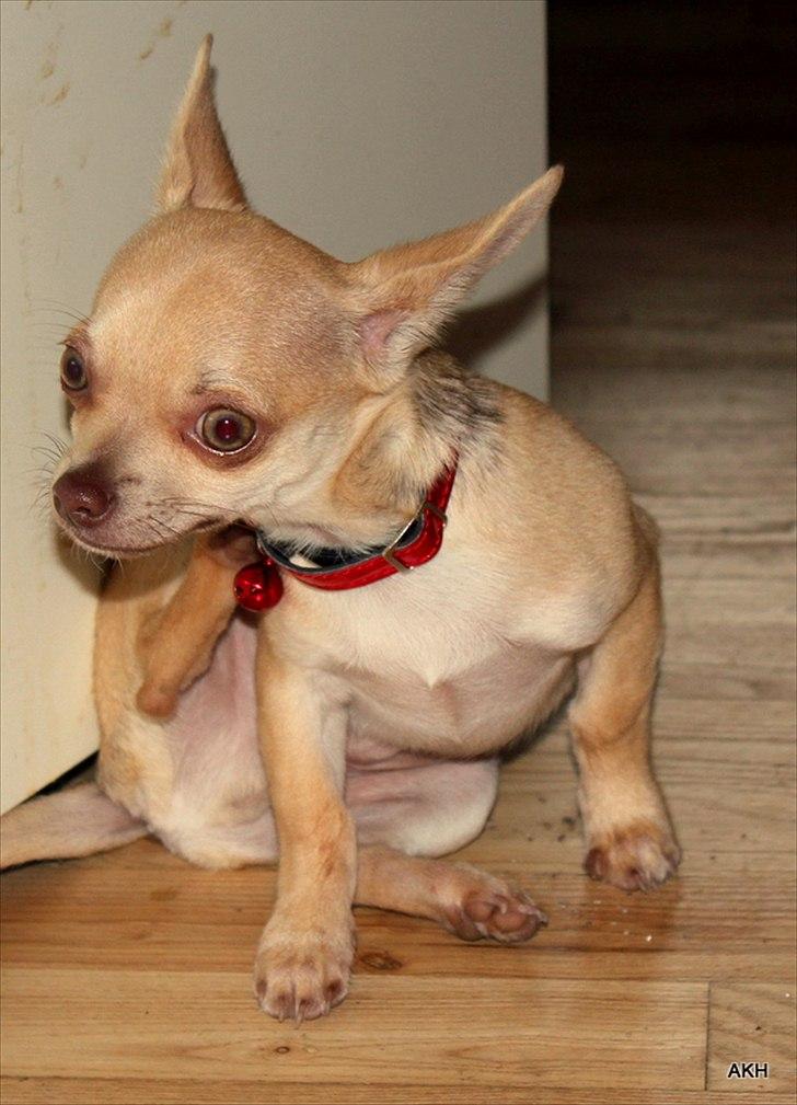 Chihuahua Noobie The Ninja billede 15