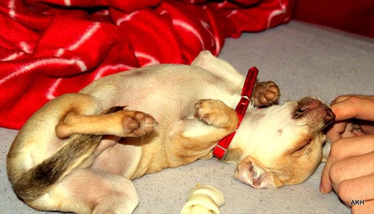 Chihuahua Noobie The Ninja billede 16