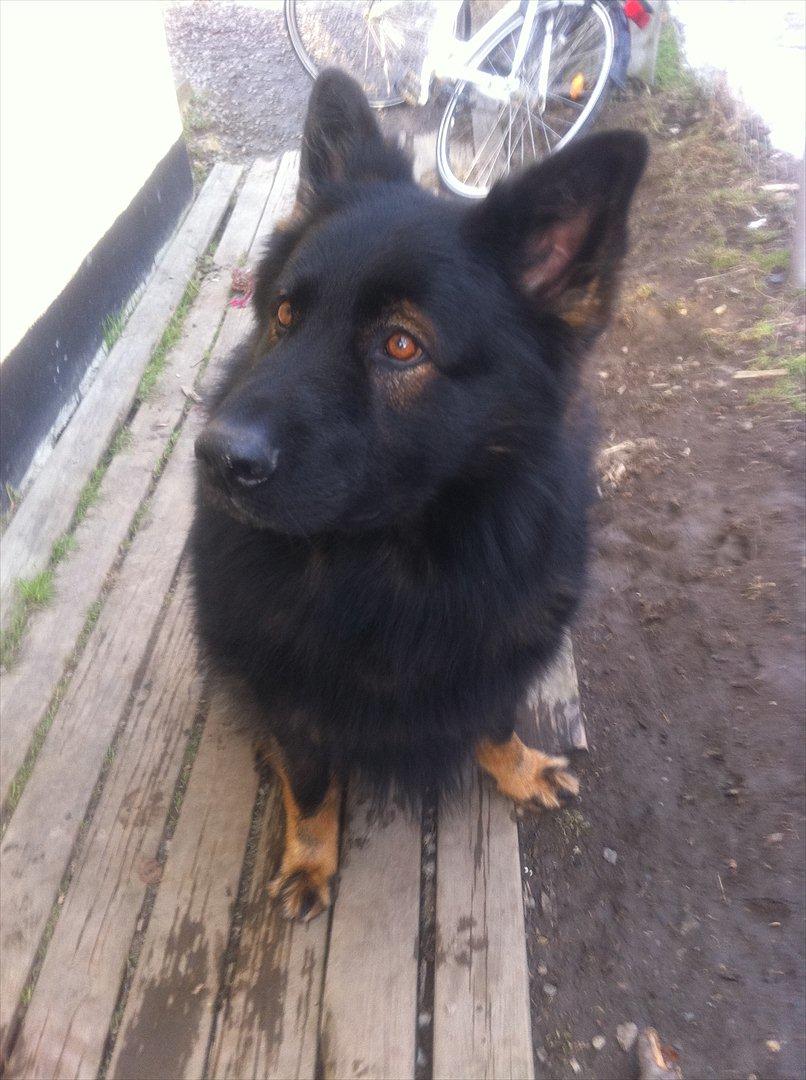 Schæferhund Fernando (Nano) billede 7