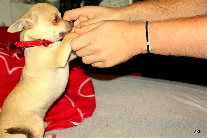 Chihuahua Noobie The Ninja billede 19