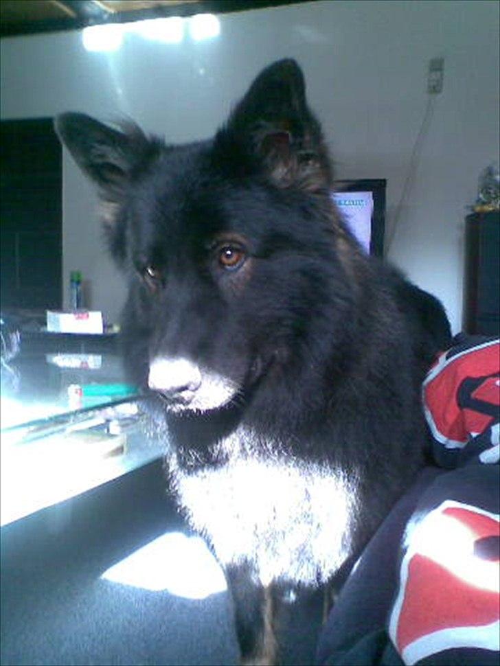 Schæferhund Fernando (Nano) - Nano som har fået øje på noget i lysets skær. billede 9