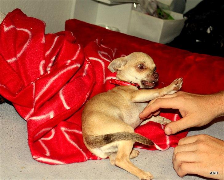 Chihuahua Noobie The Ninja billede 10