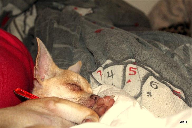 Chihuahua Noobie The Ninja billede 13