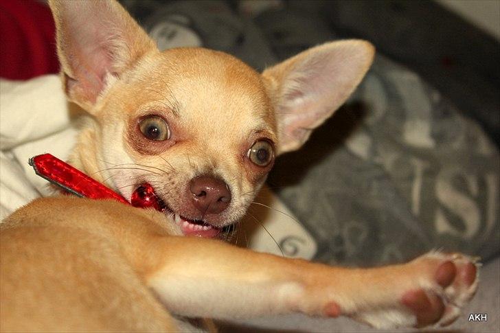 Chihuahua Noobie The Ninja billede 5